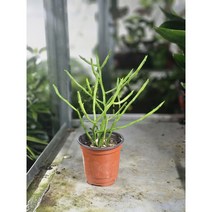 식물공장 유포르비아 티루칼리 파티오라금 연필선인장 아프리카식물 15-25cm 49, 1개