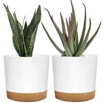 실내 식물을 위한 DEMACIYA 식물 냄비 배수구와 접시가 있는 8인치 플라스틱 화분 홈 가든 야외 장식용 화이트 모던 하우스 파종기 for HerbsAloesSucculents, 6.5인치, 6.5인치 화이트(2팩)