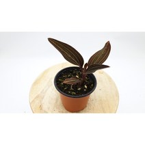 보석란 헤마리아 소품-묘목 비바리움 테라리움 식물 정글플렌츠 정글식물