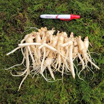 금산인삼 수삼 파삼 무료세척 오쿠용1회 250g, 흙 묻은채 배송, 1개