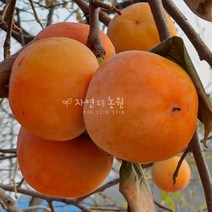 자연농원 아삭한 단감나무 묘목, 차량단감하묘2주묵음