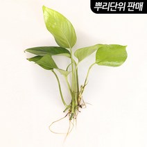 스킨답서스 3촉 - (베타수초 원예수초), 1개