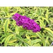 시즌플라워 [목본류]붓들레아(부들레야)-산타나