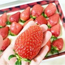 0.1초만에 퍼지는 달콤함 강릉 칠성산 명품딸기 600g 1박스 20개 28개, 명품딸기 600g 1박스(20개입)