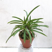 소엽풍란(중품)