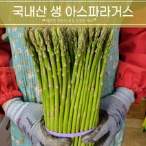 국내산 신선한 생 아스파라거스 주문당일 청과도매시장 경매 후 발송, 500g, 1개