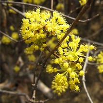 산수유나무 묘목 - 실생1년 뿌리 특묘 5개