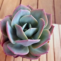백봉 키우기 잎장보다 튼실한 몸통 다육식물130 랜덤발송, 단품