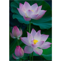 재물운 돈이 들어오는 목재 직소퍼즐 연꽃 그림 diy 성인 감압 스트레스 해소 장난감 300 500 1000조각, (01), 500피스