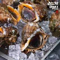 [산지명인] 태안 자연산 활 참소라 1kg 조업즉시 순차발송, 참소라(대) 2-4미 1kg, 1개