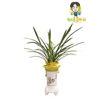 철골소심 동양란 개업 승진 축하화분 인테리어화분 동양난, 동양란 - 철골소심, 서울특별시/광역시/경기구단위 (배송비X)