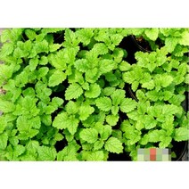 허브(Herb)/채소식물 레몬밤 화분모종 4개 (L0303)