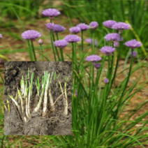 (O소망)차이브모종(종근) 20개 산파모종