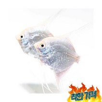 열대어 엔젤피쉬 4cm내외물고기 키우기