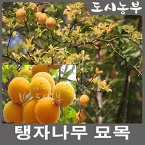 탱자나무 묘목/유실수/생울타리/실생(2~3년) 판매, 탱자나무 키100cm(3주)