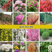 꽃나무 조경수묘목 장미 조팝나무 꽃댕강나무 회양목 측백나무 편백나무 개나리 진달래 철쭉 영산홍 매화나무 벚나무 능소화 치자나무 남천 함박꽃 목단 배롱나무 홍도화 라일락, 오가피나무2년생