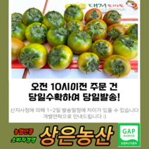 농협인증 상위1% 오리지널 대저 짭짤이 토마토 2.5kg 최상의 맛, 못난이과 2.5kg