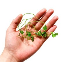 초보 수초 키우기 미니노치도메 2촉.미미네아쿠아