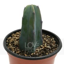 용신목-기둥주선인장/팔벌린선인장/선인장