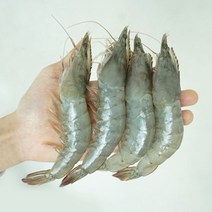 급냉 신안 왕새우 600g 1kg 단 독도새우 딱 보리 칵테일 제철해산물 꽃, 대(19~22미) 600g, 1개