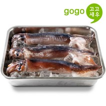 고고새우 초코 오징어 선상 동결 통오징어 3미 선동 통찜