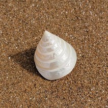 구피 바닥재 장식 소라 수족관 용품 꾸미기 어항 베타 거북이 알비노폴레드구피 미니어항 물멍 금붕어, 밀크소라장식