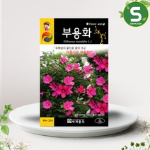 솔림텃밭몰 부용화씨앗 2g 부용화 꽃씨앗 꽃씨 야생화