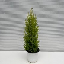 [다은꽃농원]피톤치드 율마(중) 율마허브 키우기쉬운 실내공기정화식물 인테리어