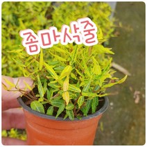 꽃나라엘리스 좀마삭줄-햇빛량에따라 색상이 변하는 카멜레온같은