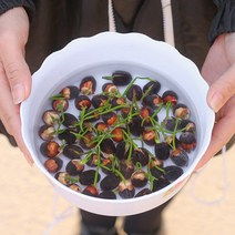 [연꽃 세트의 열린 그릇 30 그레인] 연꽃 씨앗 세트 연꽃 냄비 화분에 화분 미니 물 백합 실내 수생 연꽃 녹색 식물에 어머니 혼합 씨앗 30 그레인+냄비+영양 솔루션+연못 진흙, 30 캡슐을 심어보십시오 [품종이없는 다른 품종의 다