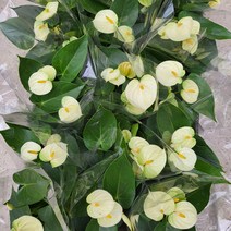 봄바람가든 안시리움 바닐라 꼼꼼한포장 공기정화식물