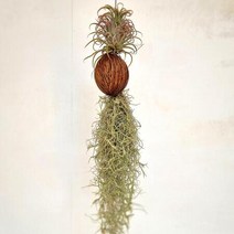야자수염 수염틸란드시아(소) 키우기 쉬운 실내 공기청정 도매 화원 식물 화초