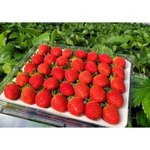 산지직송 설향 딸기 베이커리용 데코용 1.4kg 700g, 42구 베이커리 데코용 딸기 700g 이상, 1개