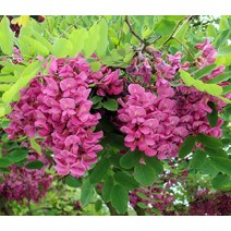 붉은꽃아까시 실생1년 5주 나무 D481