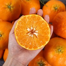 채홈 제주직송 제주 레드향 1.5kg(4과~13과) 2.5kg(7과~20과) 4.5kg(11과~28과) 중소과 중과 대과, 2.5kg 대과(7과~10과)