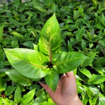 안스리움 기간티움 기간티아 바리에가타 소품 15-25cm 299