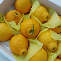 [올바른] 제주 한라봉 고당도 산지직송, 선물용 5kg 17~25과