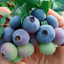 22년국산블루베리생과 생과국산블루베리150g 1kg, 무농약블루베리_왕왕 1kg