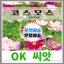 [OK씨앗] [코스모스] 코스모스씨앗 종자(오케이씨앗), 4g