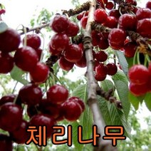 체리나무 접목1년 1그루+복숭아(백도) 접목1년 1그루 나무 묘목 나무판매 묘목판매