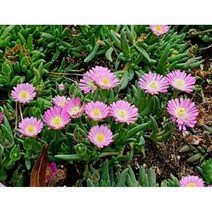 애기송엽국-핑크 10cm포트묘 모종 4개묶음 노지월동 다년초 [케이야생화]