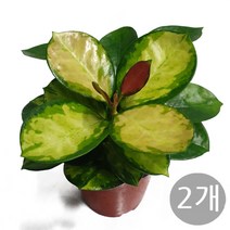 트리앤 1+1 스파트필름/ 호야 테이블야자 고무나무 행운목 스킨답서스 아이비 천냥금 파키라 율마 금전수 나도풍란 리사호야 금전수 보석금전수 문샤인 스투키 토분 공기정화식물, 06. (2개) 리사호야 1개