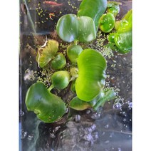 부레옥잠 1뿌리 부상수초 어항 연못