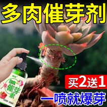 화초 식물영양제 다육눈 영양액 싹을 촉진하고 터트려 땅콩뿌리를 키우는 무희석 발색제 다목