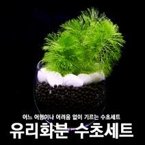 피알피쉬 피알피쉬 유리화분 수초세트, 암브리아