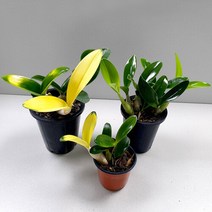 마이플랜트 [마이플랜트]화초 난초 황금 대명석곡 소형 중형 동양란 서양란 키우기, 1개, 황금대명석곡(소형)