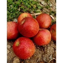 꿀부사 햇사과 못난이사과(쥬스용) 2.5kg 5kg, 정품 햇 사과, 2.5kg중과(9-11과), 1개
