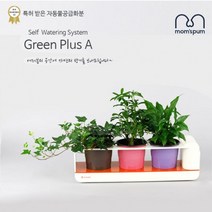 PGM^*^몰맘스품 무동력 자동급수시스템 화분+화초 시리즈_K세트)무 물순환 쿠아리 플라스틱 컬러 미니 인테리어 그린 공기정화식 식믈 식물 청정^*췤pgm, a*^*옵션없슴