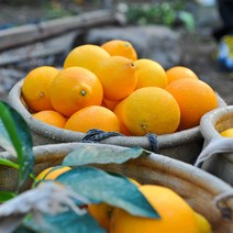 안녕이네 제주 황금향 선물세트 가정용, 2.5kg(선물용), 1박스
