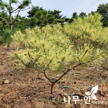 [나무인] 황금사피송 분뜨기(H0.5)